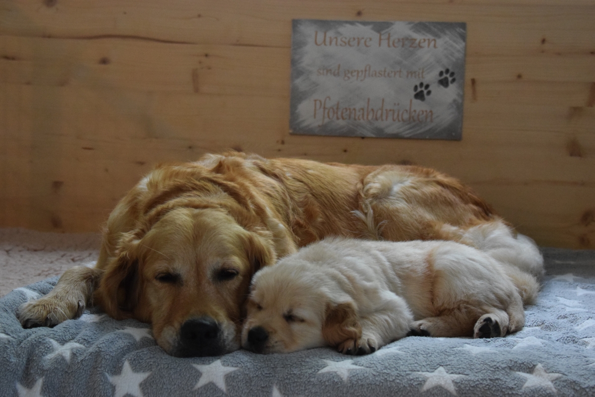 Mami Csilla mit J-Wurf Welpe