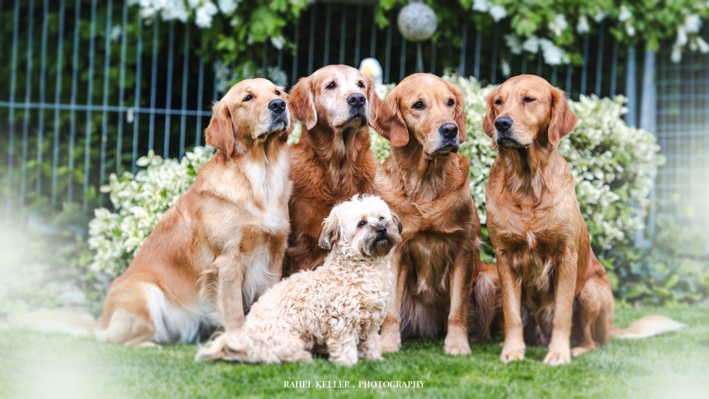 Mami Csilla mit J-Wurf Welpe