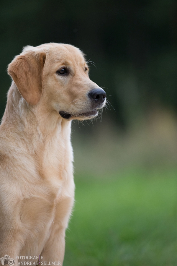 Nava Golden Harmony vom Rebhügel am 26.07.2024