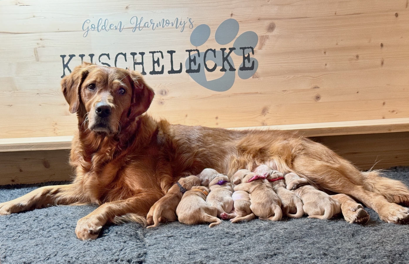 Ajka mit ihren 7 Welpen