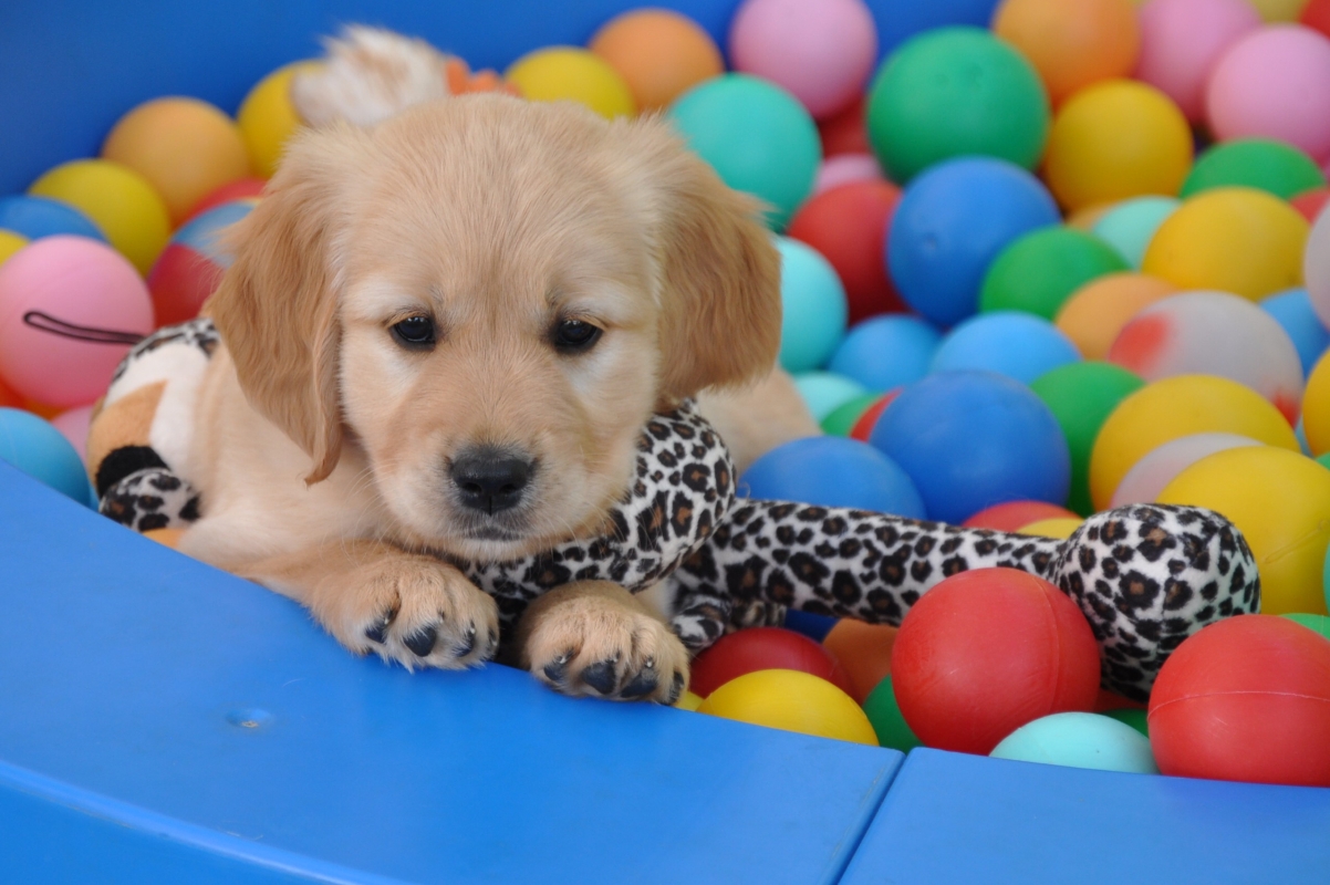 E-Wurf Knuddels 2018