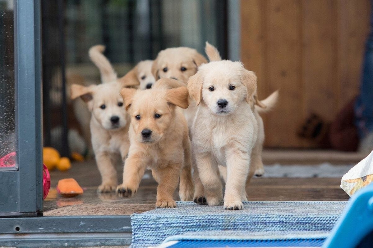 H-Wurf Knuddels 2020