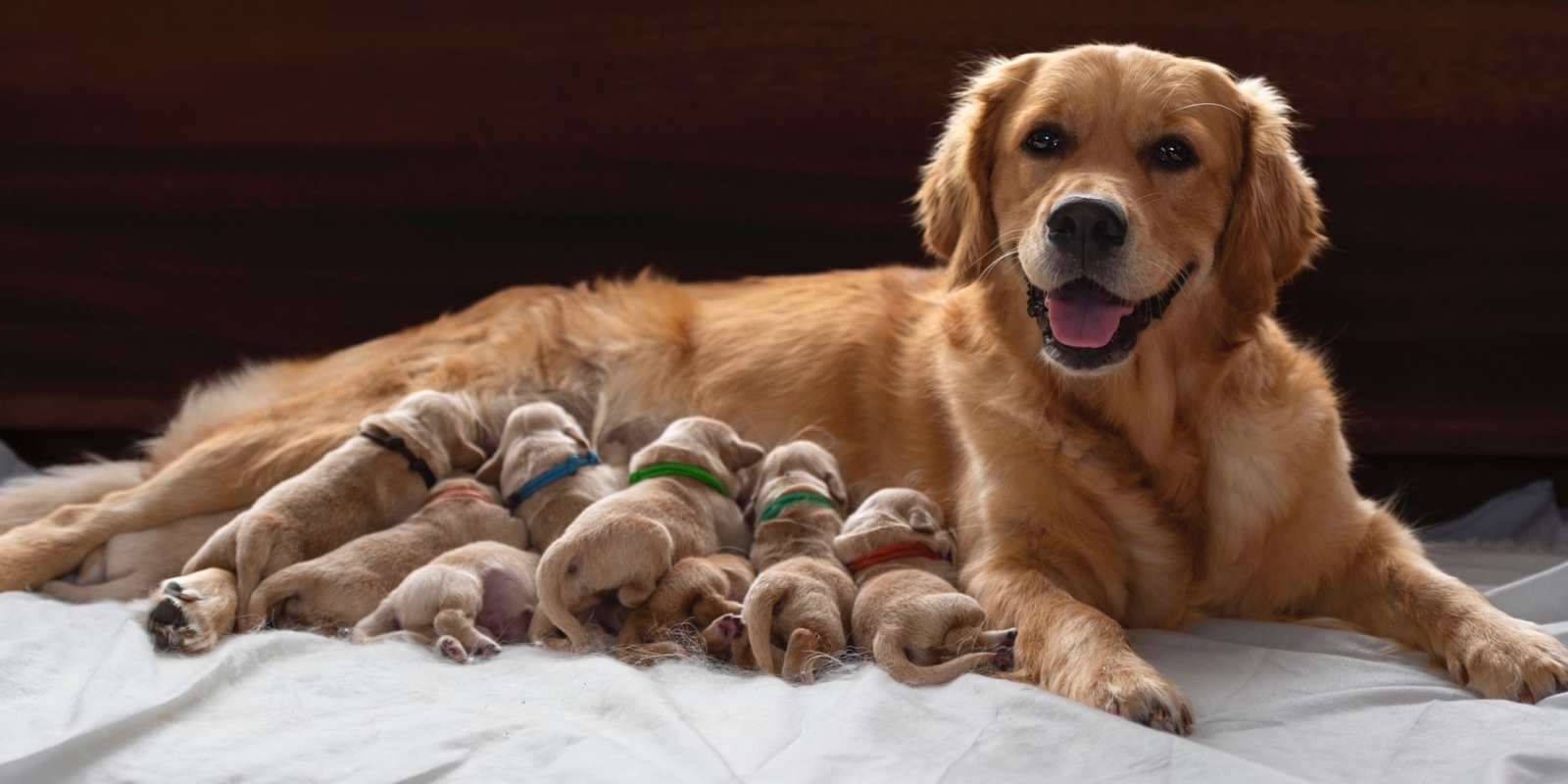 Nala mit ihren 9 Welpen