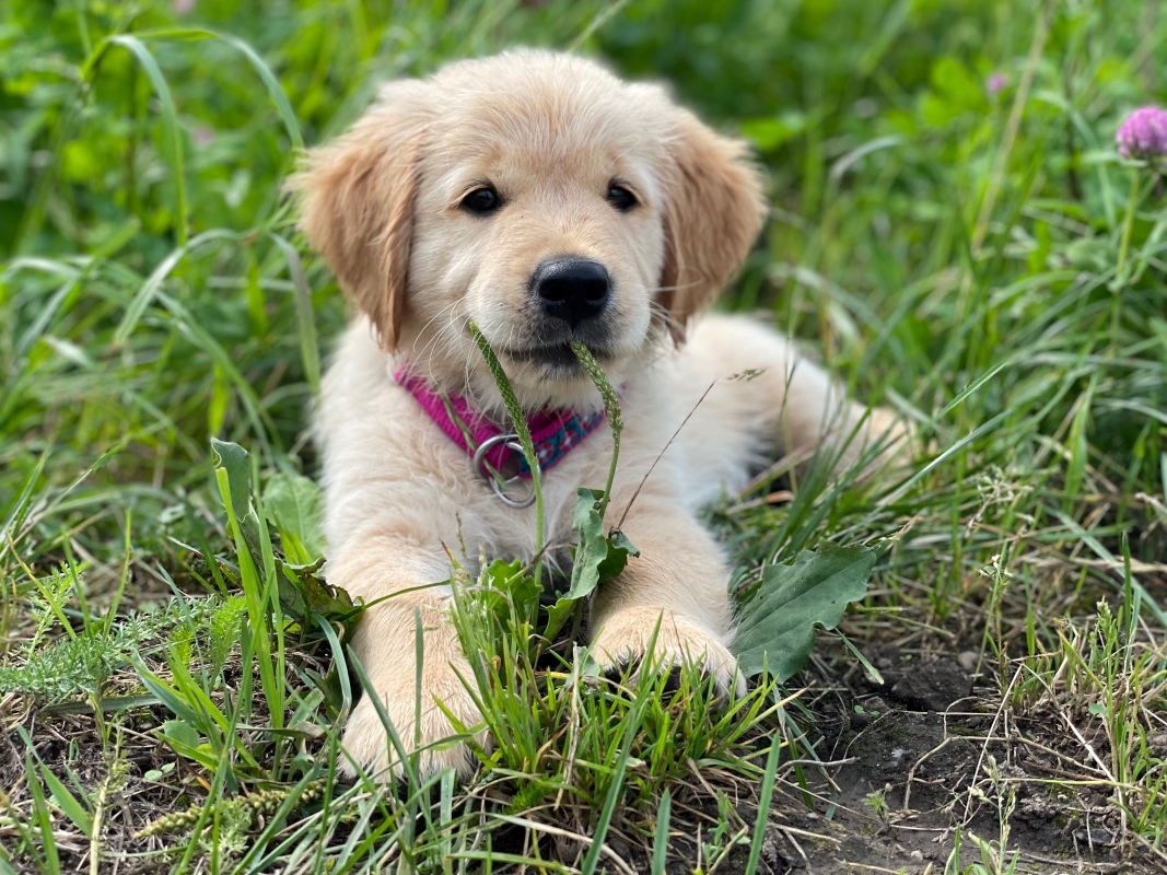 Nayla of everlasting goldendreams am 30.07.2021