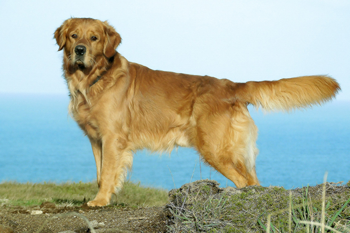 Avalon Golden Harmony vom Rebhügel (Rufname: Cheyenne)