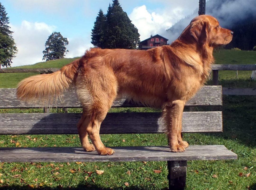 Avalon Golden Harmony vom Rebhügel (Rufname: Cheyenne)