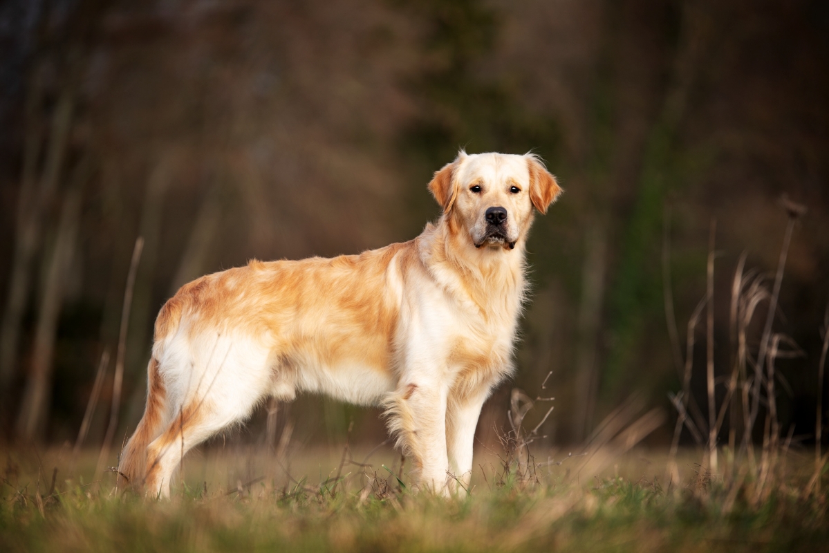 Chill Golden Harmony vom Rebhügel