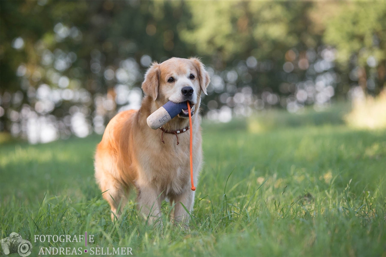 Melrose Flair Eccentric Enrico