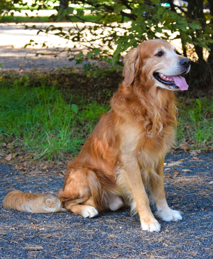 Flash of Hogward’s Magic Golden