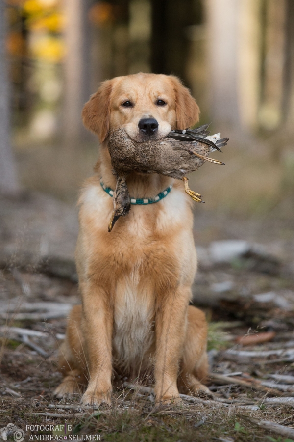 "Giglio" Melrose Flair Go with the Wind Golden Spirit