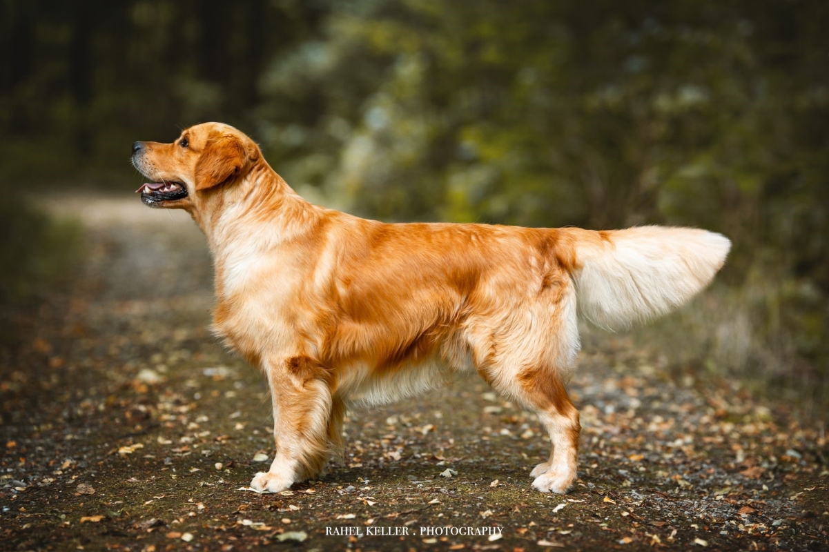 Gray Golden Harmony vom Rebhügel (Rufname: Maro)