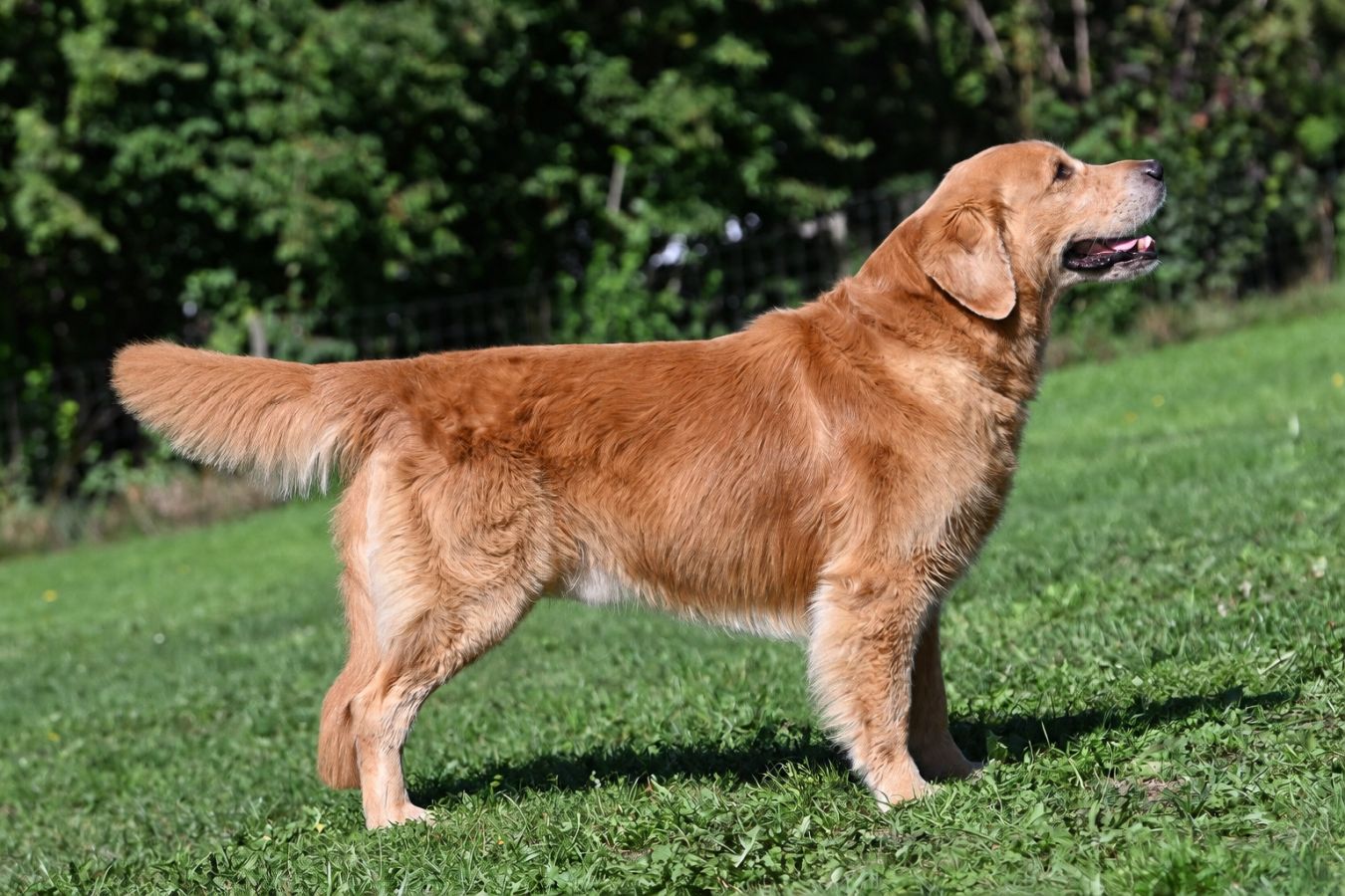 Hachiko Golden Harmony vom Rebhügel (Rufname: Sami)