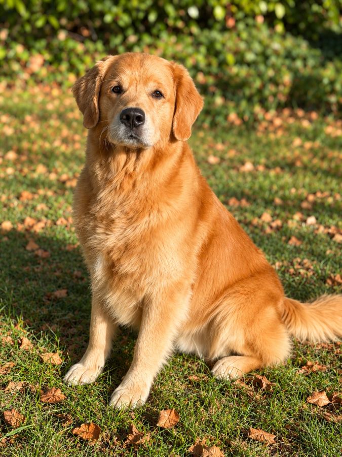 Deckrüde Hachiko Golden Harmony vom Rebhügel (Rufname: Sami)