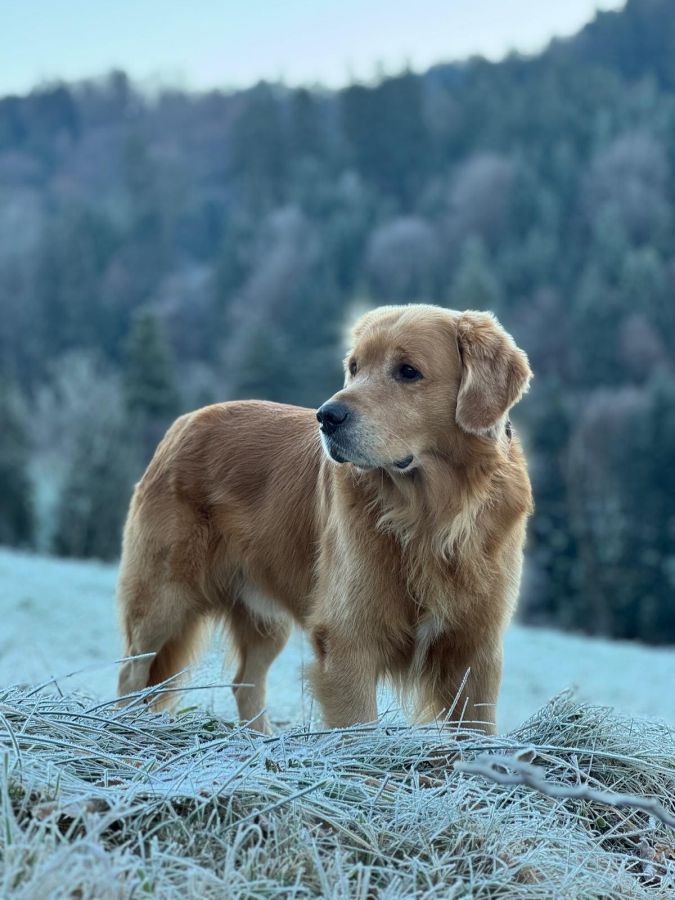 Hachiko Golden Harmony vom Rebhügel (Rufname: Sami)