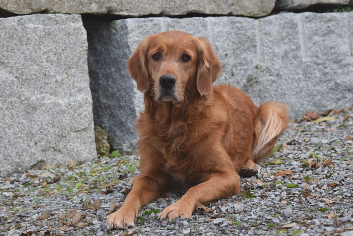 Amari Golden Harmony vom Rebhügel (Rufname: Cia)