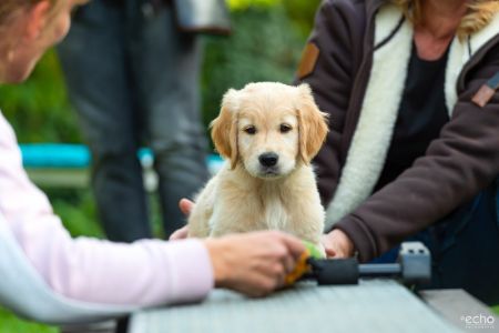 Satchmo (Francis, m) am 29.09.2018