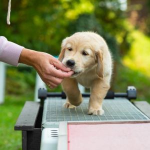 Satchmo (Francis, m) am 29.09.2018