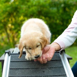 Satchmo (Francis, m) am 29.09.2018