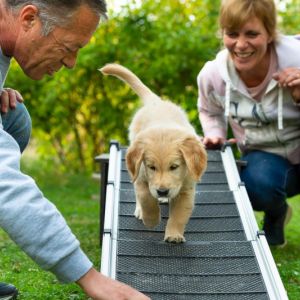 Satchmo (Francis, m) am 29.09.2018