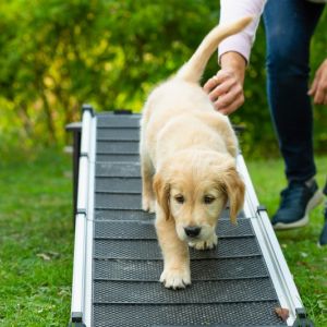 Satchmo (Francis, m) am 29.09.2018