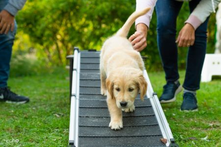 Satchmo (Francis, m) am 29.09.2018