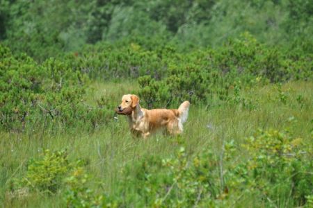 Fly am 01.08.2019 beim Dummytraining im Bregenzerwald