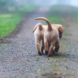 Die Auswanderer Welpen Nala und Marley vom G-Wurf