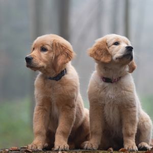 Welpen Nala und Marley vom G-Wurf