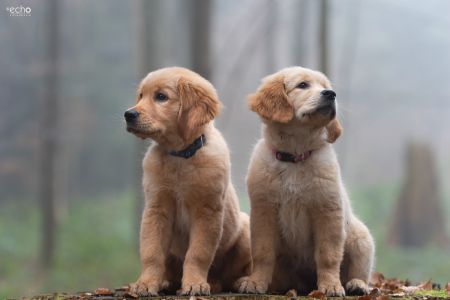 Welpen Nala und Marley vom G-Wurf