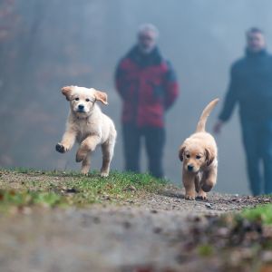 Welpen Nala und Marley vom G-Wurf
