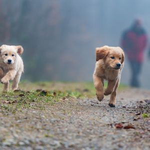 Welpen Nala und Marley vom G-Wurf