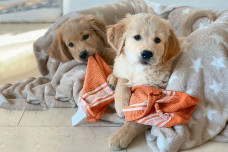 Welpen Nala und Marley vom G-Wurf am 18.01.2020