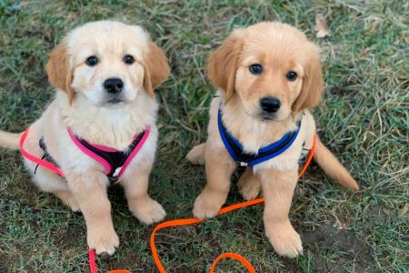 Welpen Nala und Marley vom G-Wurf