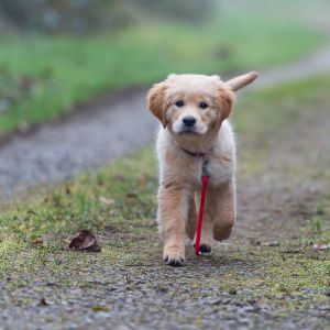 Welpe vom G-Wurf am 26.01.2020