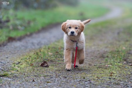 Welpe vom G-Wurf am 26.01.2020