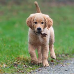 Welpe vom G-Wurf am 26.01.2020