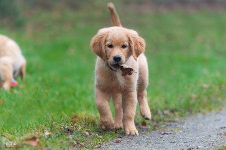 Welpe vom G-Wurf am 26.01.2020