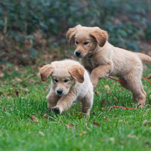 Welpen Nala und Marley vom G-Wurf&nbsp;am 26.01.2020