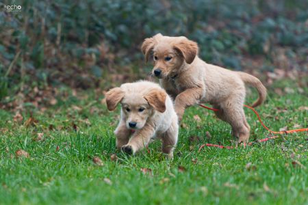 Welpen Nala und Marley vom G-Wurf&nbsp;am 26.01.2020