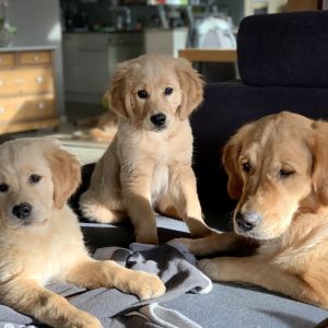 Die Auswanderer Welpen Nala und Marley vom G-Wurf mit Mama Csilla am 30.01.2020