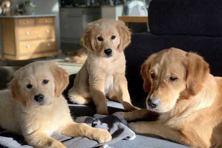 Die Auswanderer Welpen Nala und Marley vom G-Wurf mit Mama Csilla am 30.01.2020