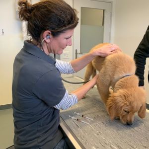 Am 14.02.2020 bei der Tier&auml;rztin in der Klinik Aarau West.