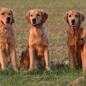 Marley, Fly, Aileen und Hope