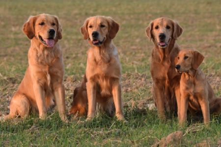 Marley, Fly, Aileen und Hope
