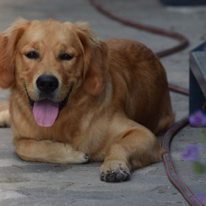 Marley in Wolken (D) am 11.09.2020