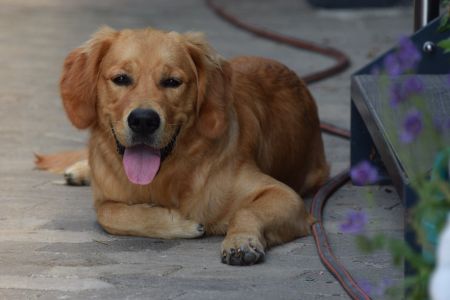 Marley in Wolken (D) am 11.09.2020
