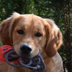 Marley in Wolken (D) am 11.09.2020