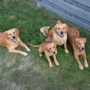 Marley, Hope, Fly und Aileen