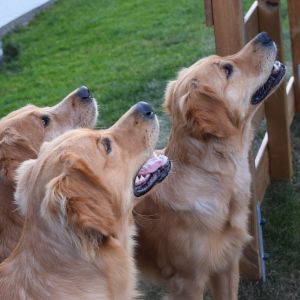 Marley, Aileen und Fly