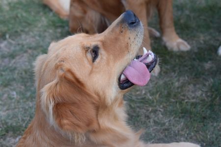 Marley in Wolken (D) am 11.09.2020